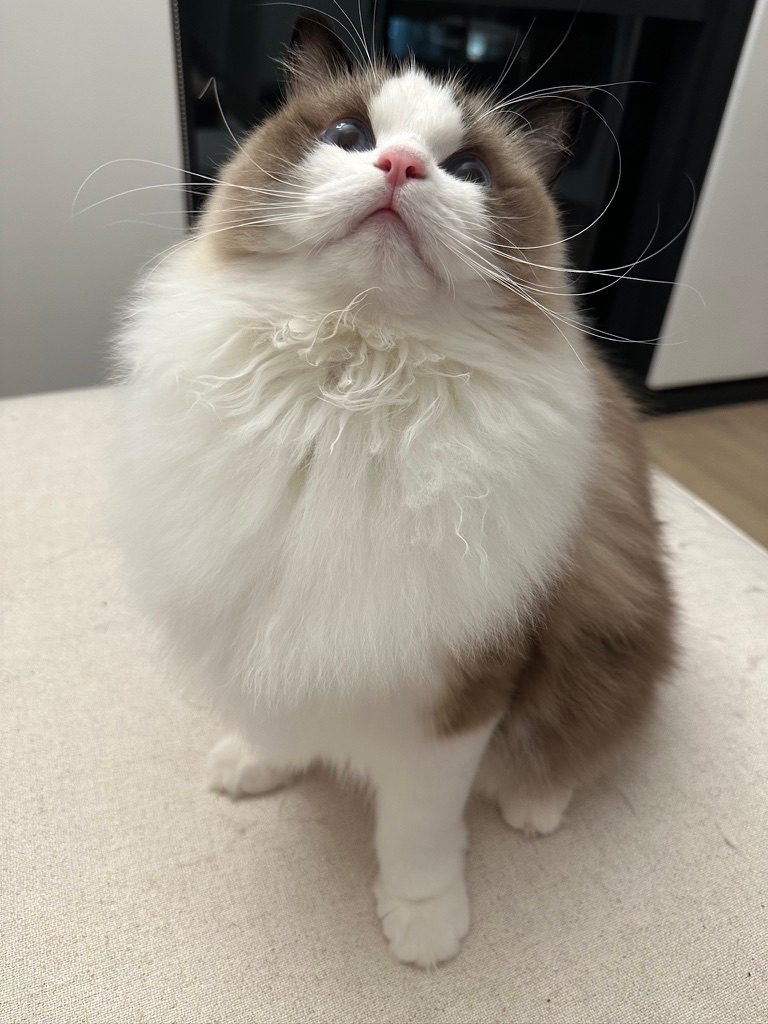 A fluffy cat looking straight up at the camera