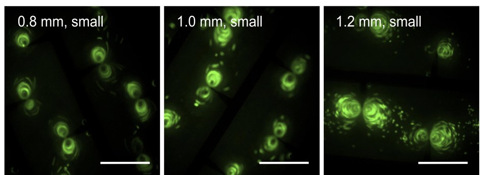 Three dark fluorescence microscope images of green glowing cells near a chip edge, labeled 0.8, 1.0 and 1.2 millimeters